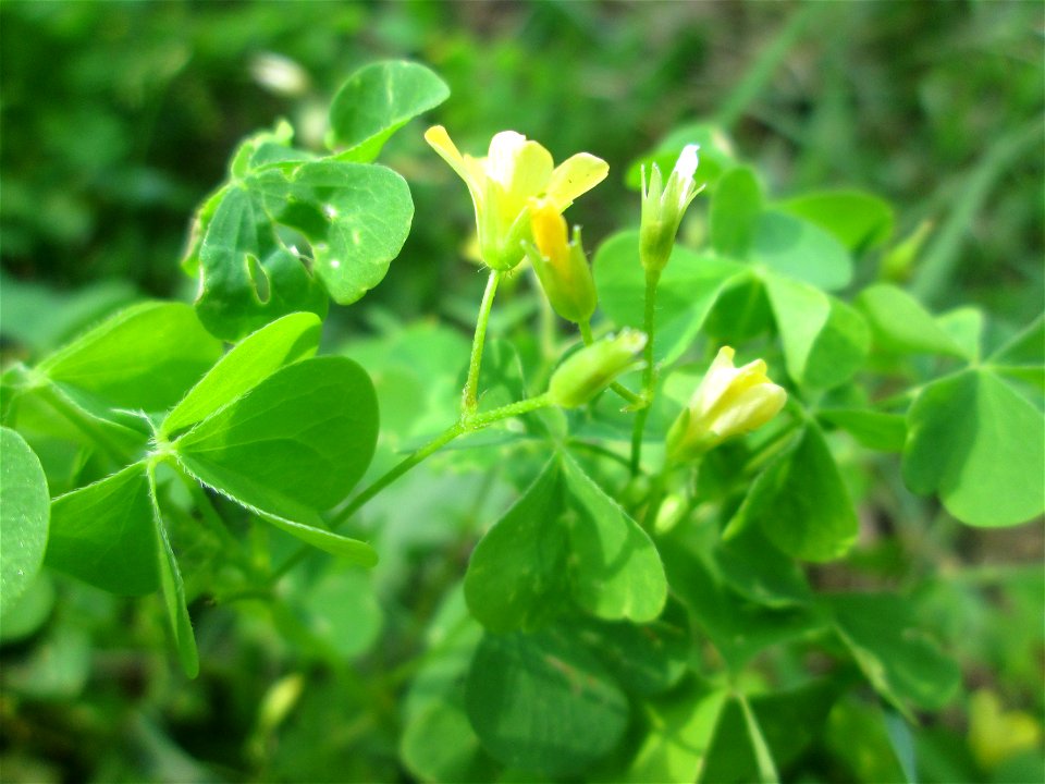 Aufrechter Sauerklee (Oxalis stricta) - invasiv in der Schwetzinger Hardt, eingeschleppt aus Nordamerika