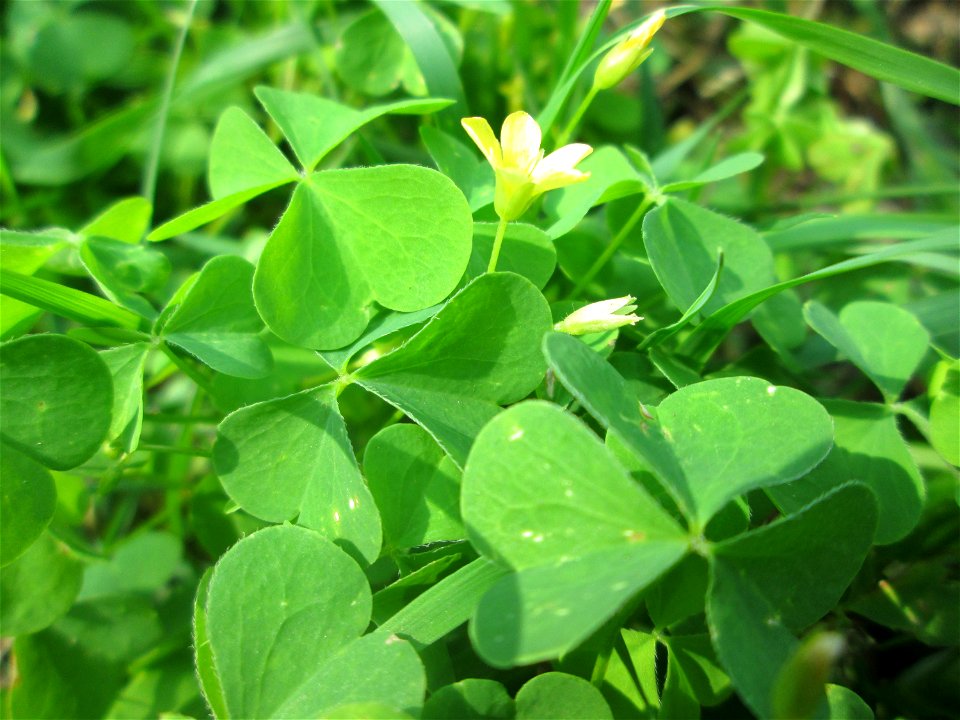 Aufrechter Sauerklee (Oxalis stricta) - invasiv in der Schwetzinger Hardt, eingeschleppt aus Nordamerika
