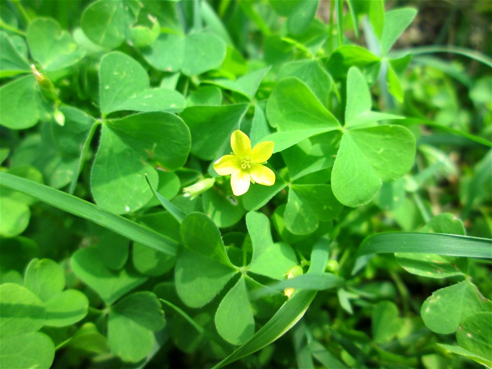 Aufrechter Sauerklee (Oxalis stricta) - invasiv in der Schwetzinger Hardt, eingeschleppt aus Nordamerika
