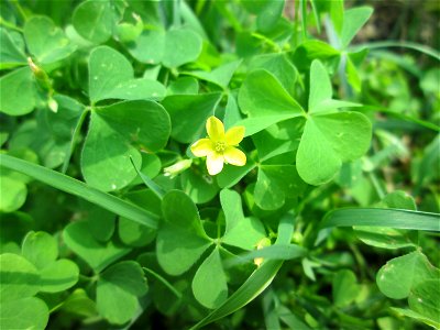Aufrechter Sauerklee (Oxalis stricta) - invasiv in der Schwetzinger Hardt, eingeschleppt aus Nordamerika