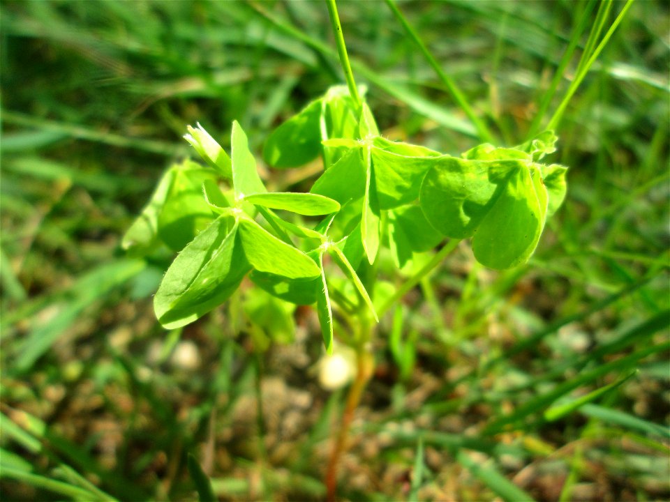 Aufrechter Sauerklee (Oxalis stricta) - invasiv in der Schwetzinger Hardt, eingeschleppt aus Nordamerika