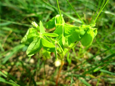 Aufrechter Sauerklee (Oxalis stricta) - invasiv in der Schwetzinger Hardt, eingeschleppt aus Nordamerika