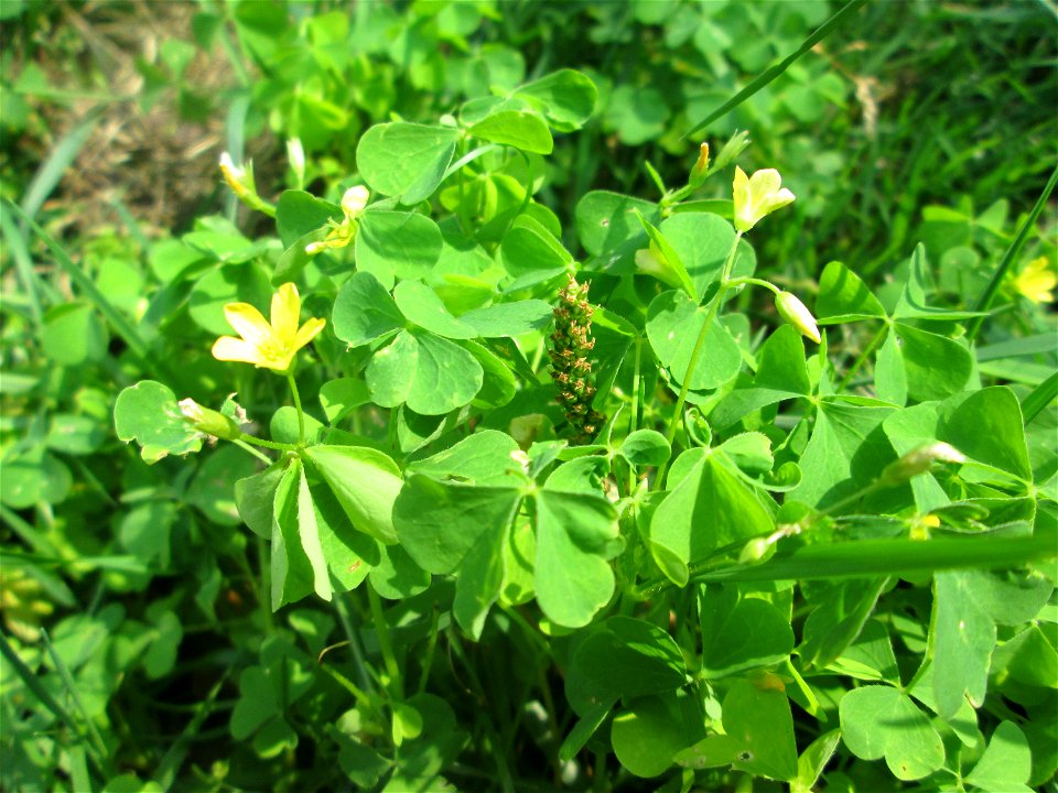 Aufrechter Sauerklee (Oxalis stricta) - invasiv in der Schwetzinger Hardt, eingeschleppt aus Nordamerika
