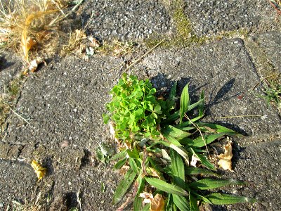 Aufrechter Sauerklee (Oxalis stricta) auf Kopfsteinpflaster in Hockenheim