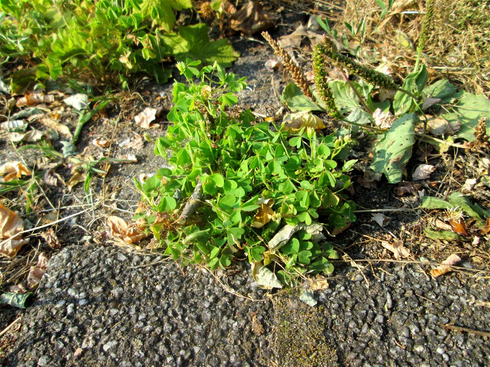 Aufrechter Sauerklee (Oxalis stricta) auf Kopfsteinpflaster in Hockenheim