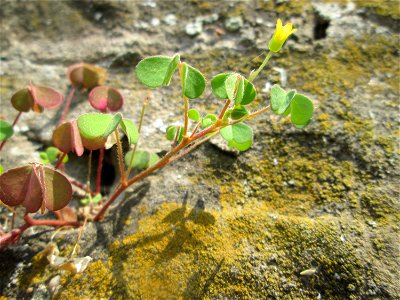 Aufrechter Sauerklee (Oxalis stricta) an einer Böschungsmauer an der Saar in Saarbrücken