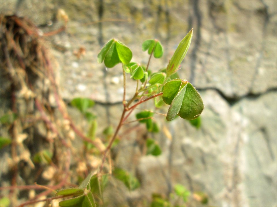 Aufrechter Sauerklee (Oxalis stricta) an einer Böschungsmauer an der Saar in Saarbrücken