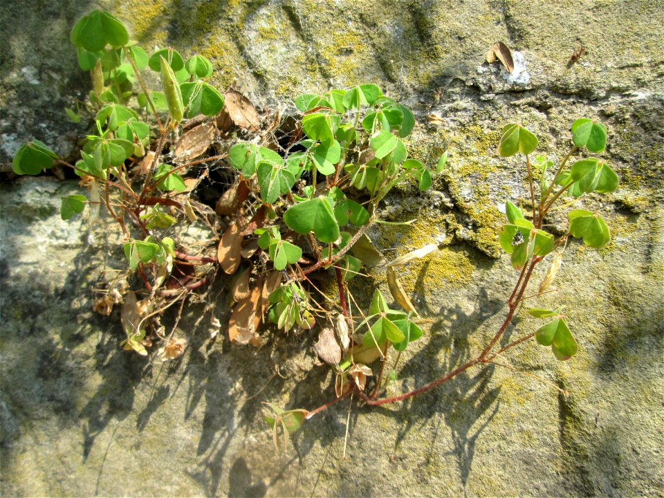 Aufrechter Sauerklee (Oxalis stricta) an einer Böschungsmauer an der Saar in Saarbrücken
