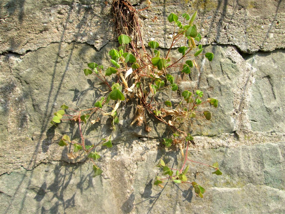 Aufrechter Sauerklee (Oxalis stricta) an einer Böschungsmauer an der Saar in Saarbrücken