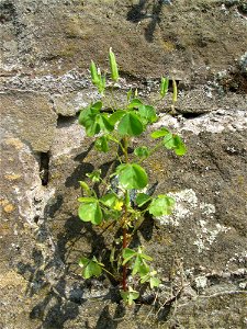 Aufrechter Sauerklee (Oxalis stricta) an einer Böschungsmauer an der Saar in Saarbrücken