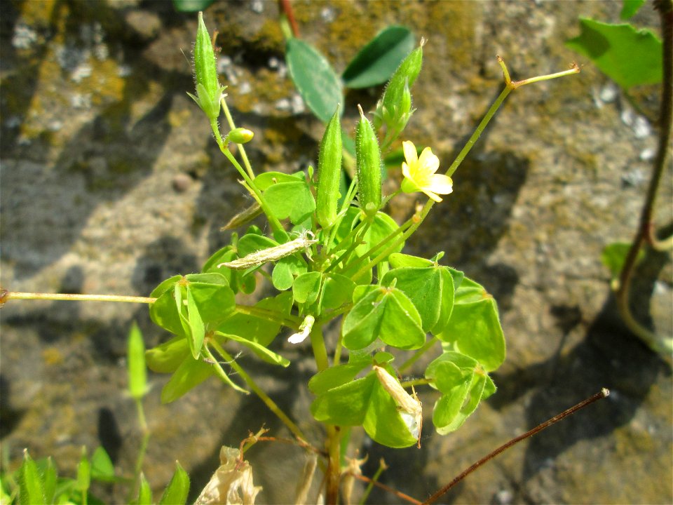 Aufrechter Sauerklee (Oxalis stricta) an einer Böschungsmauer an der Saar in Saarbrücken