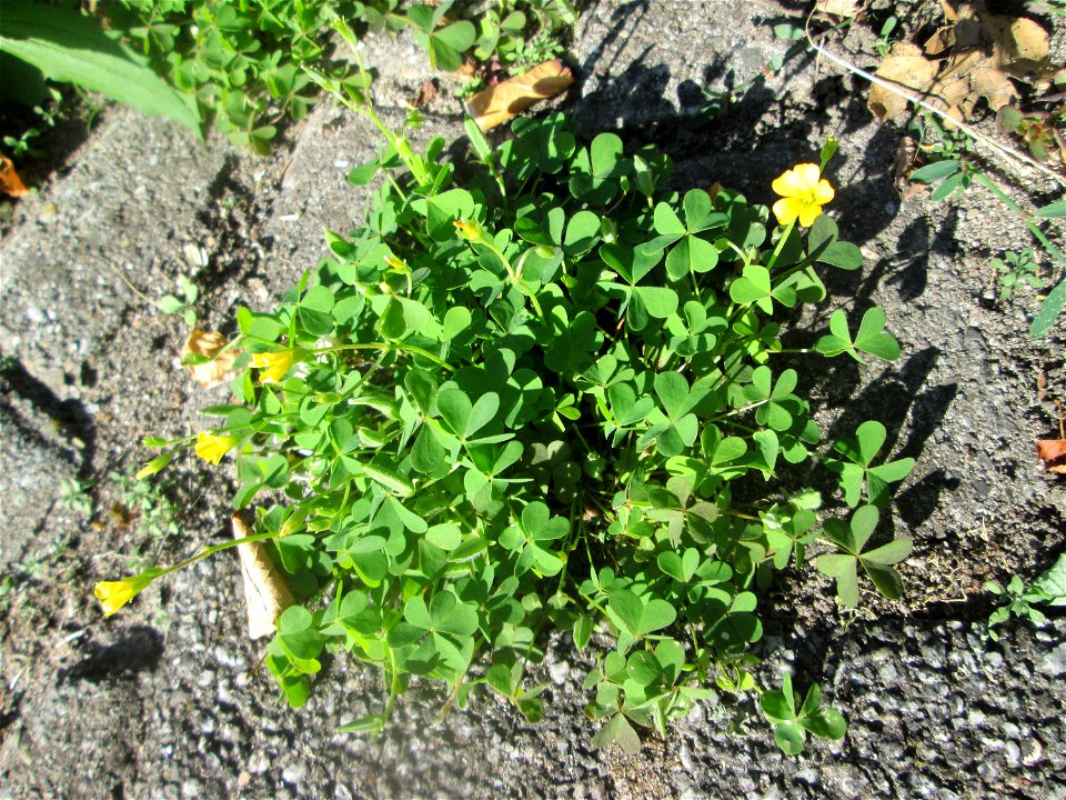 Aufrechter Sauerklee (Oxalis stricta) in Hockenheim - eingeschleppt aus Nordamerika