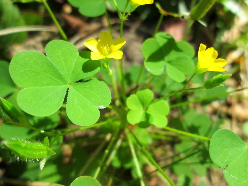 Aufrechter Sauerklee (Oxalis stricta) am Hauptfriedhof Saarbrücken - eingeschleppt aus Nordamerika