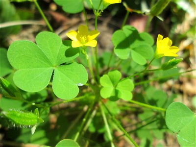 Aufrechter Sauerklee (Oxalis stricta) am Hauptfriedhof Saarbrücken - eingeschleppt aus Nordamerika