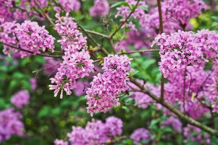 Flowers petal lilac