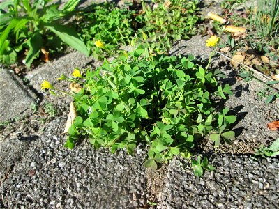 Aufrechter Sauerklee (Oxalis stricta) in Hockenheim - eingeschleppt aus Nordamerika