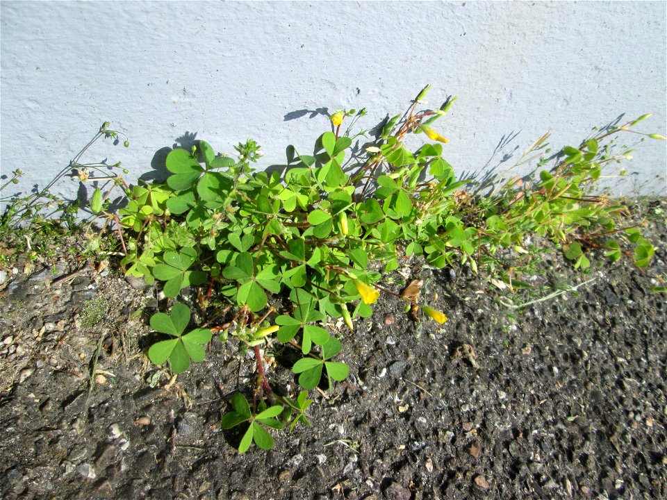 Aufrechter Sauerklee (Oxalis stricta) in Hockenheim - ursprünglich aos Ostasien und Nordamerika