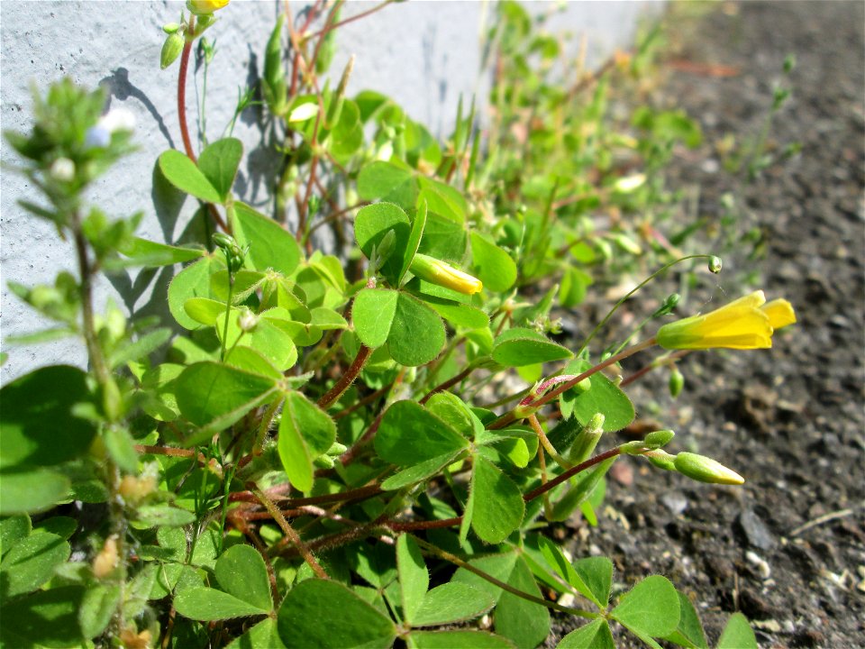 Aufrechter Sauerklee (Oxalis stricta) in Hockenheim - ursprünglich aus Ostasien und Nordamerika