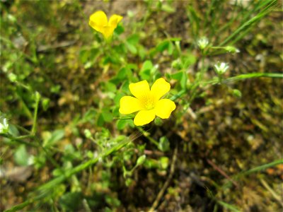Aufrechter Sauerklee (Oxalis stricta) zwischen A61 und Hockenheimer Baggersee am Rand der Schwetzinger Hardt