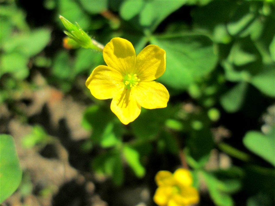Aufrechter Sauerklee (Oxalis stricta) auf Kopfsteinpflaster in Alt-Saarbrücken