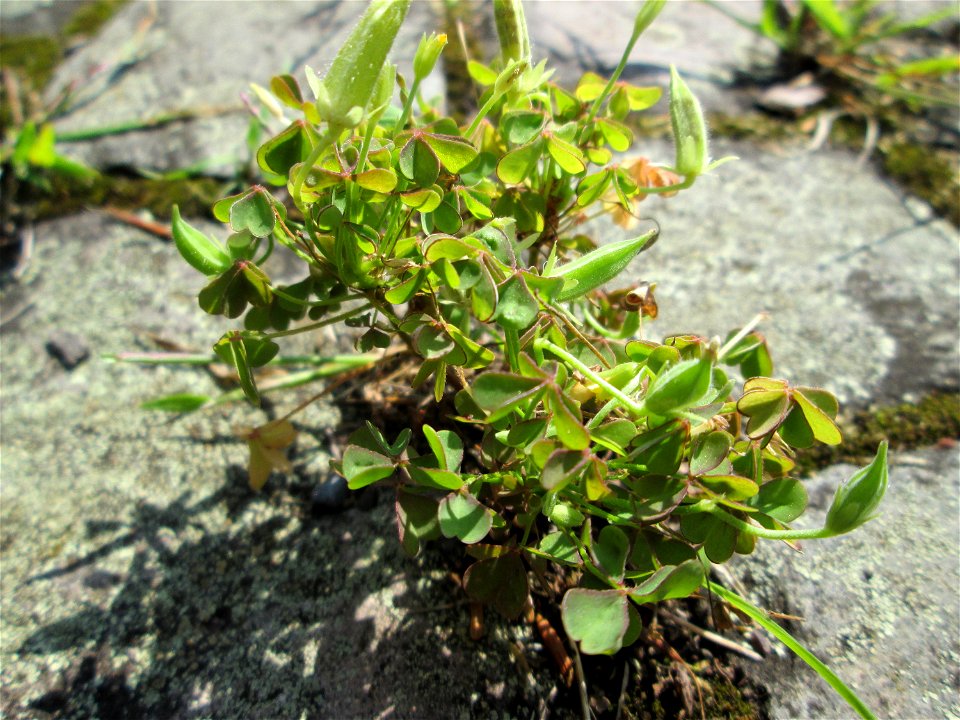 Aufrechter Sauerklee (Oxalis stricta) am Friedhof St. Johann in Saarbrücken