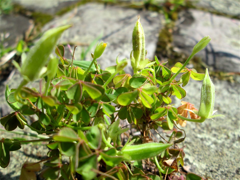Aufrechter Sauerklee (Oxalis stricta) am Friedhof St. Johann in Saarbrücken