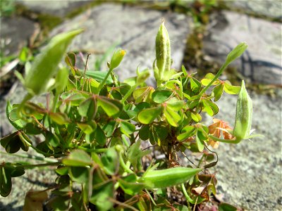 Aufrechter Sauerklee (Oxalis stricta) am Friedhof St. Johann in Saarbrücken