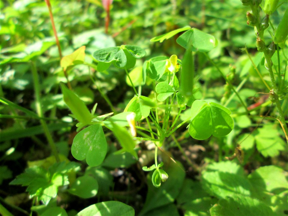 Aufrechter Sauerklee (Oxalis stricta) im Wald bei Ensheim