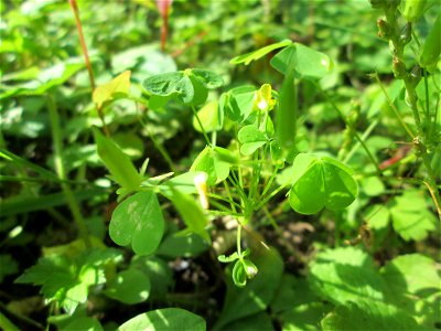 Aufrechter Sauerklee (Oxalis stricta) im Wald bei Ensheim