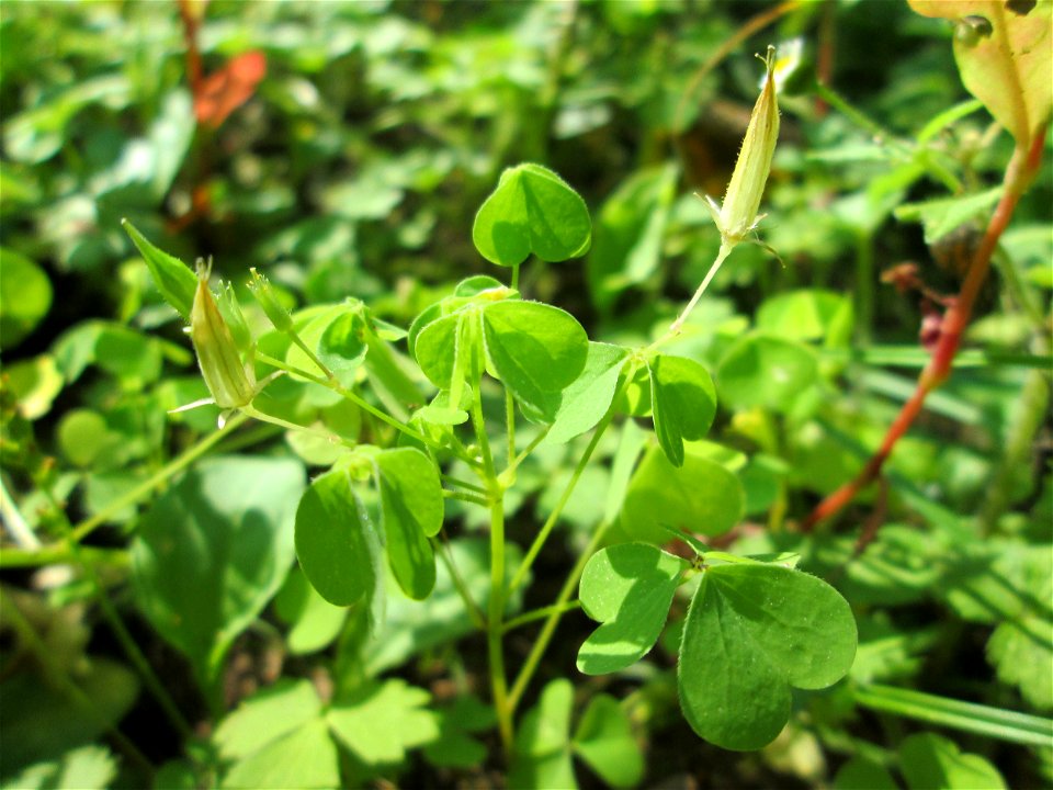 Aufrechter Sauerklee (Oxalis stricta) im Wald bei Ensheim