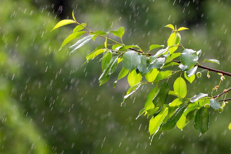 Precipitation raindrops the branch of a tree