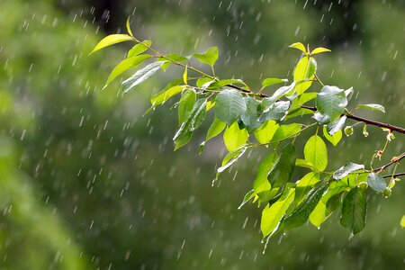 Precipitation raindrops the branch of a tree photo