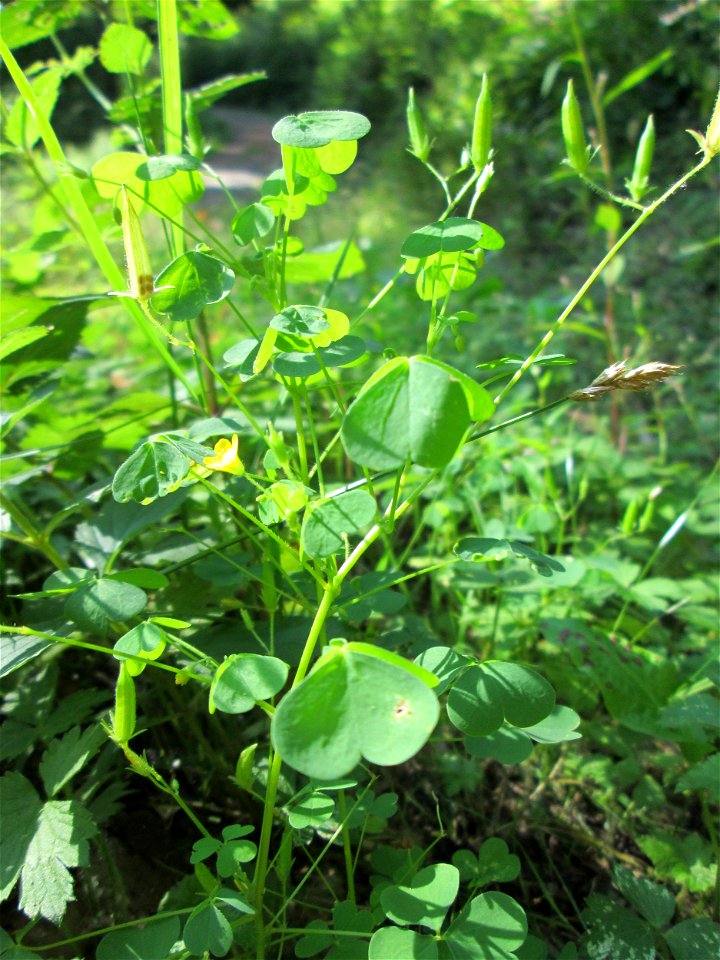 Aufrechter Sauerklee (Oxalis stricta) im Wald bei Ensheim