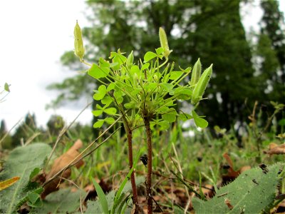 Aufrechter Sauerklee (Oxalis stricta) am Hauptfriedhof Saarbrücken - eingeschleppt aus Nordamerika