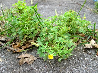 Aufrechter Sauerklee (Oxalis stricta) am Hauptfriedhof Saarbrücken - eingeschleppt aus Nordamerika