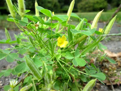 Aufrechter Sauerklee (Oxalis stricta) am Hauptfriedhof Saarbrücken - eingeschleppt aus Nordamerika