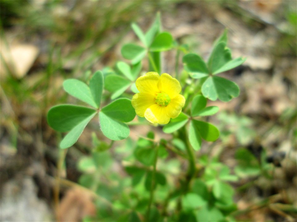 Aufrechter Sauerklee (Oxalis stricta) am Hauptfriedhof Saarbrücken - eingeschleppt aus Nordamerika