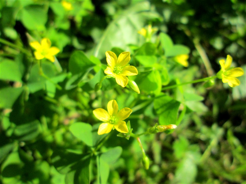 Aufrechter Sauerklee (Oxalis stricta) in einem Schrebergarten in Brebach - eingeschleppt aus Nordamerika