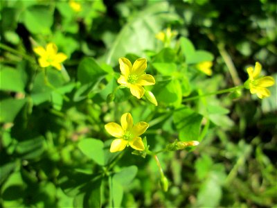 Aufrechter Sauerklee (Oxalis stricta) in einem Schrebergarten in Brebach - eingeschleppt aus Nordamerika