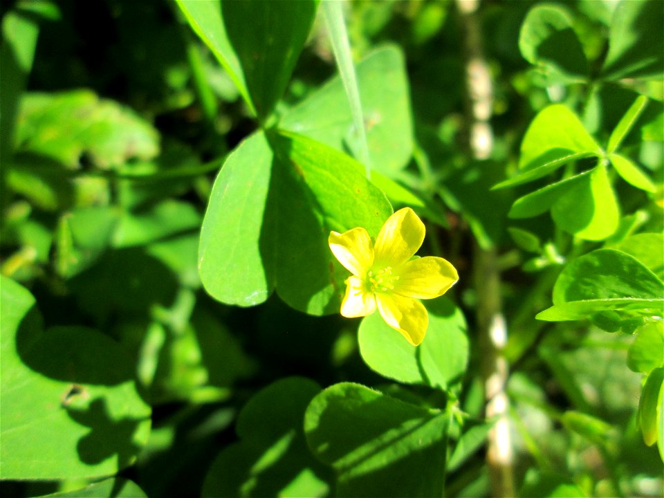 Aufrechter Sauerklee (Oxalis stricta) in einem Schrebergarten in Brebach - eingeschleppt aus Nordamerika