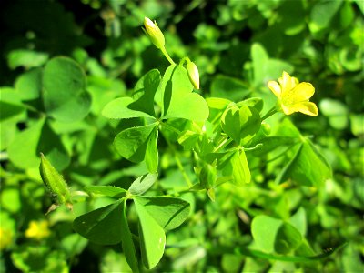 Aufrechter Sauerklee (Oxalis stricta) in einem Schrebergarten in Brebach - eingeschleppt aus Nordamerika