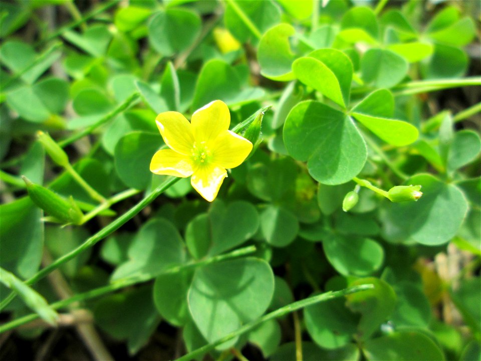 Aufrechter Sauerklee (Oxalis stricta) auf einer Saaraue bei Grosbliederstroff