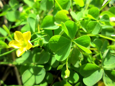 Aufrechter Sauerklee (Oxalis stricta) auf einer Saaraue bei Grosbliederstroff