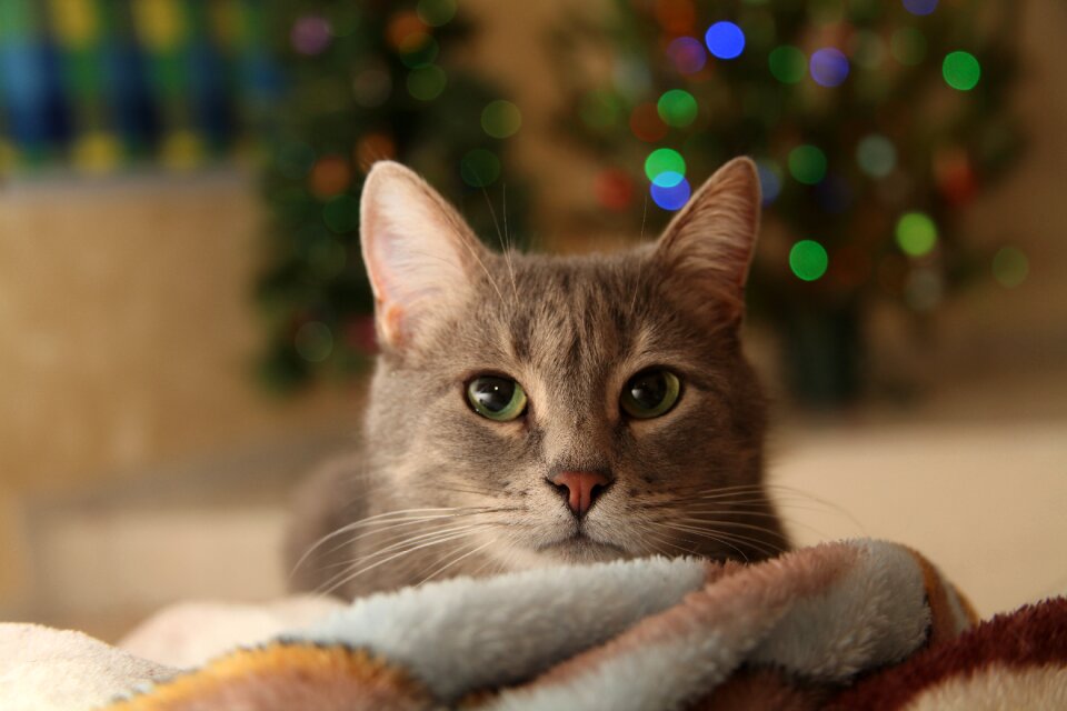 Swag gray cat green eyes