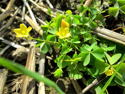 Aufrechter Sauerklee (Oxalis stricta) auf einer Saaraue bei Grosbliederstroff