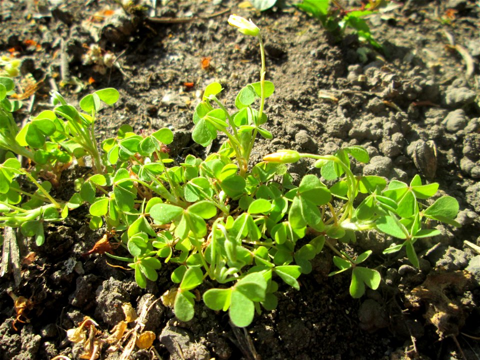 Aufrechter Sauerklee (Oxalis stricta) in Alt-Saarbrücken