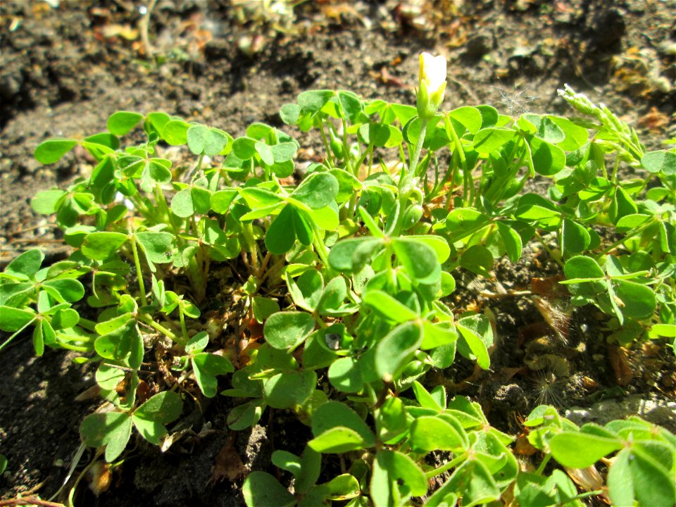 Aufrechter Sauerklee (Oxalis stricta) in Alt-Saarbrücken