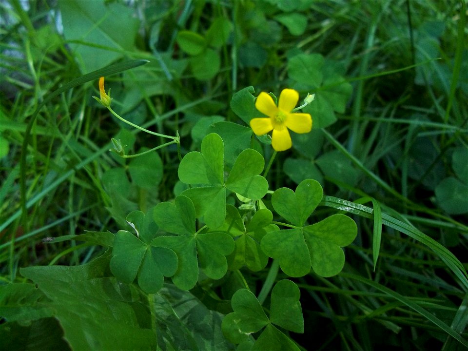 these are 3 leaf yellow wood sorrel, and a flower, that grows with them.