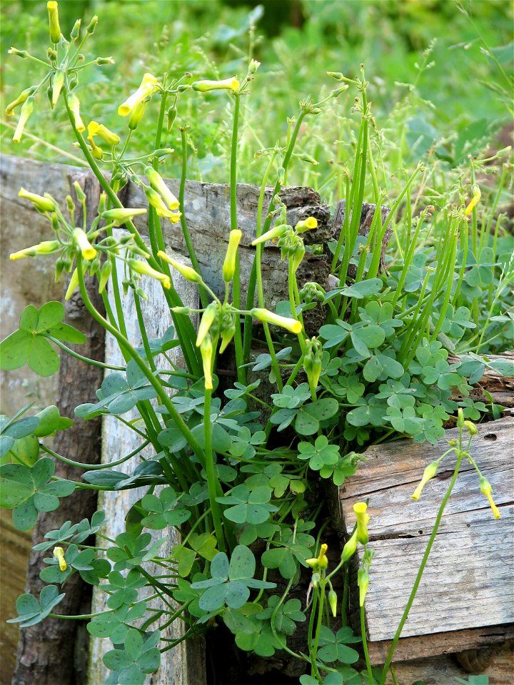 Oxalis pes-caprae with flowers; Author:Daniel Feliciano; Location: Torres Novas - Portugal