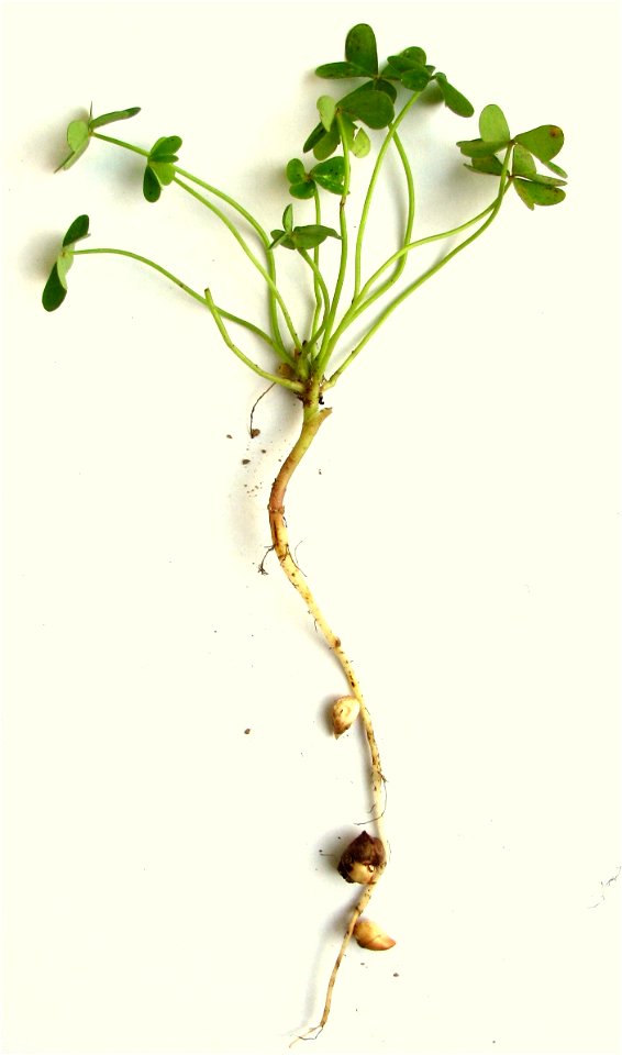 Oxalis pes-caprae - all plant; Author: Daniel Feliciano; Location: Torres Novas - Portugal